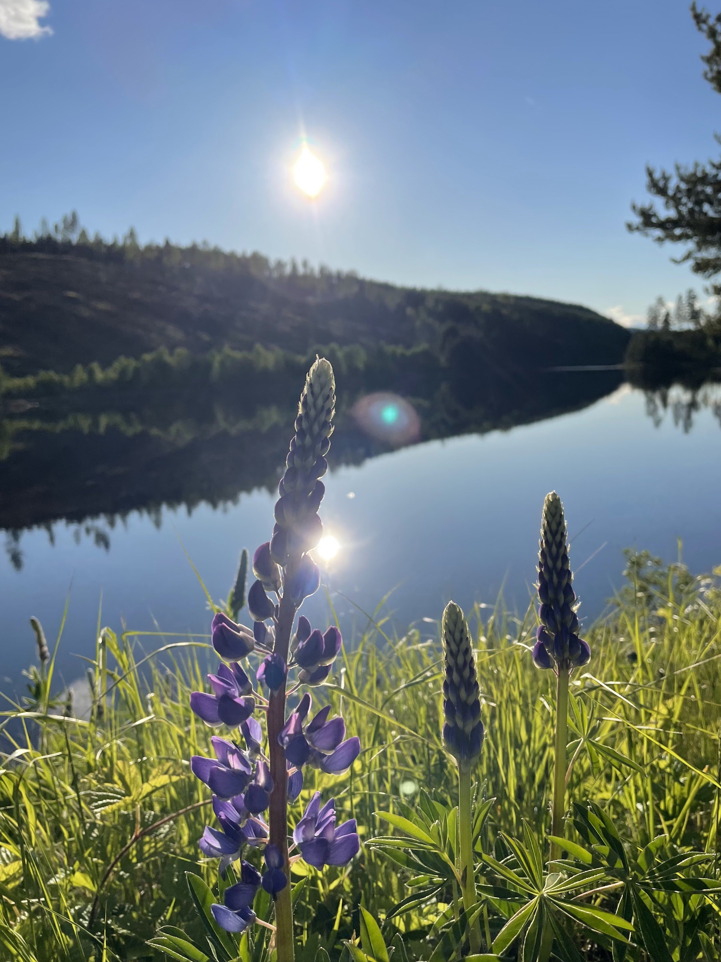 Nya Skogsgården Camping & Hostel (Skogsgården)